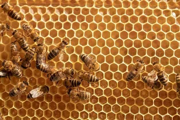 Background of bees on honeycombs with honey Insects work on frames in the hive