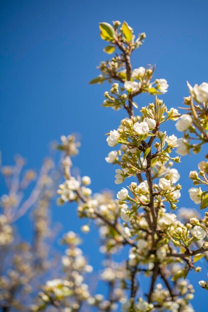 The background of the beginning of spring flowering fruit trees in the garden in early spring closeup