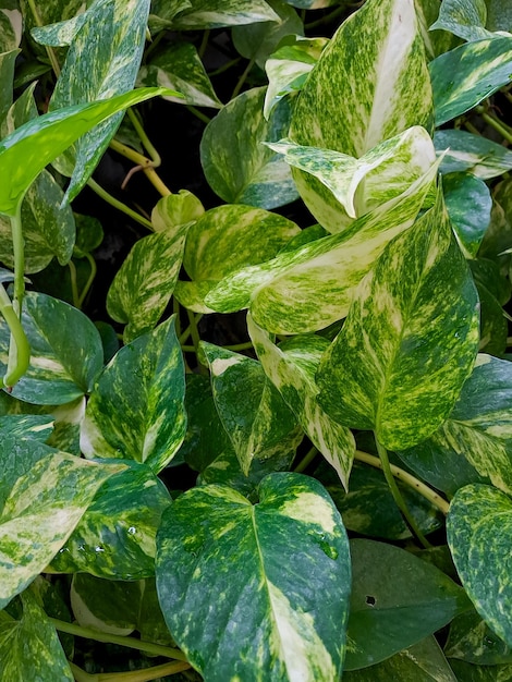 The background of betel leaves and Epipremnum aureum ornamental plants are very colorful The betel leaves have a red color while the Epipremnum aureum has a green color