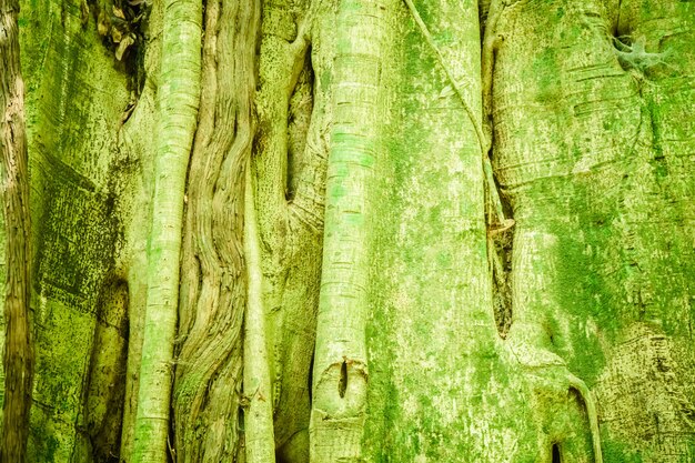 Background of big amazonian tree