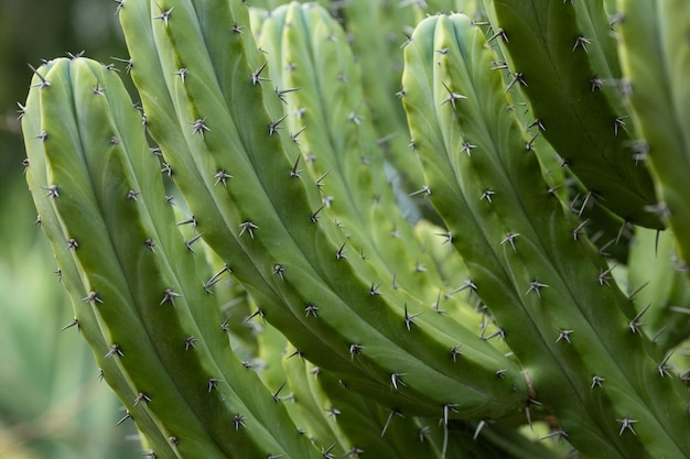 Photo background big green cactus in nature closeup