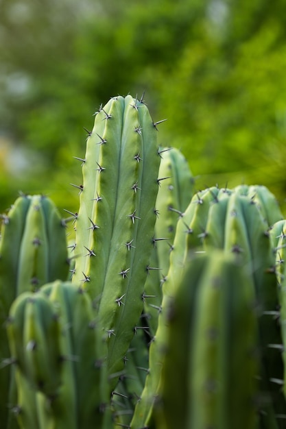 Background big green cactus in nature Closeup