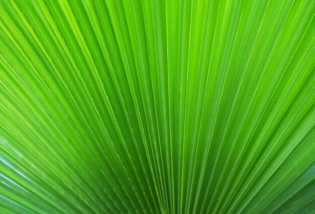 Background of a Big tropical jungle leaves