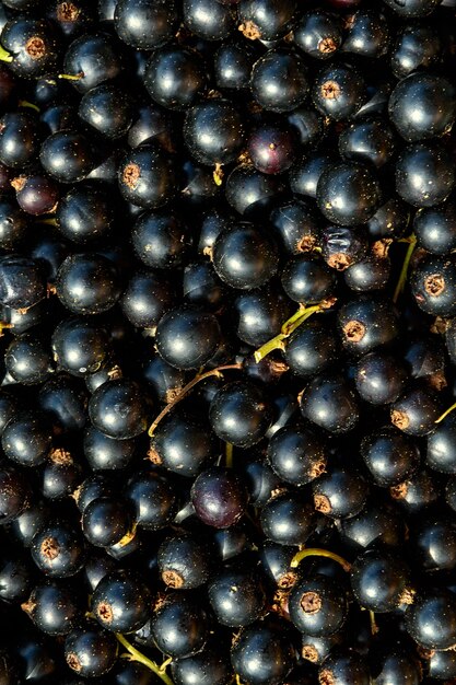 Background of black currants collected in your garden. An ecological product.