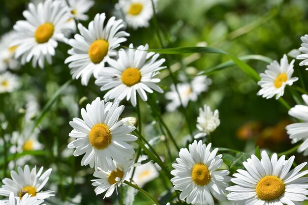 Background of blooming daisies