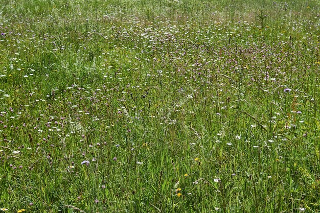 背景-温帯の7月に咲く野生の牧草地