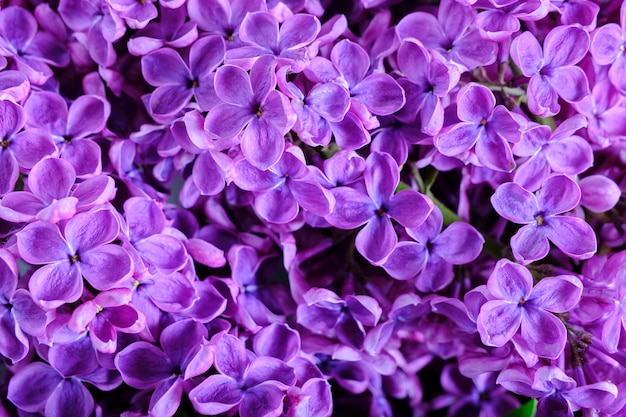 Background of blooming lilac flowers closeup