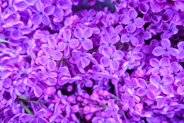 Background of blooming lilac flowers closeup