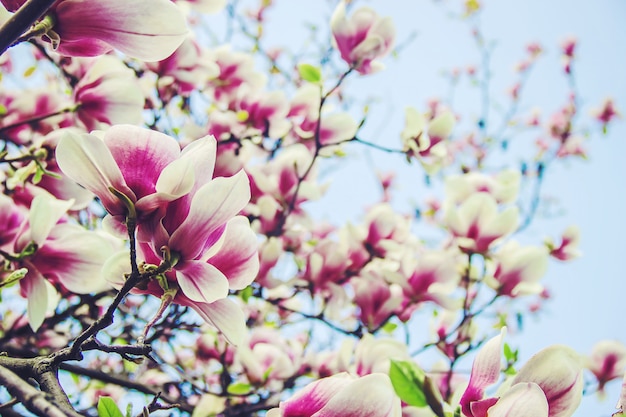 Background of blooming magnolias. Flowers. Selective focus.