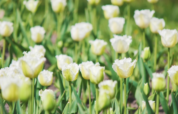 Background of blooming tulips. Flowers. Selective focus.