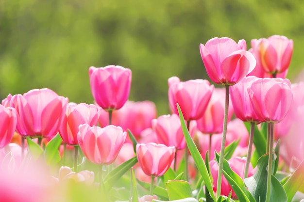 Background of blooming tulips. Flowers. Selective focus.