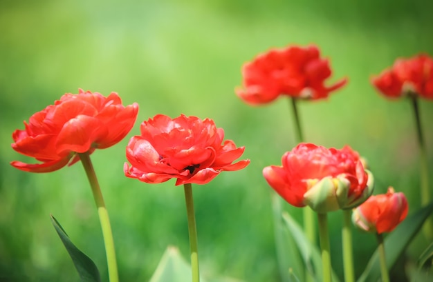 Background of blooming tulips. Flowers. Selective focus.