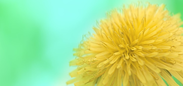 Background of Blossoming meadow yellow dandelion