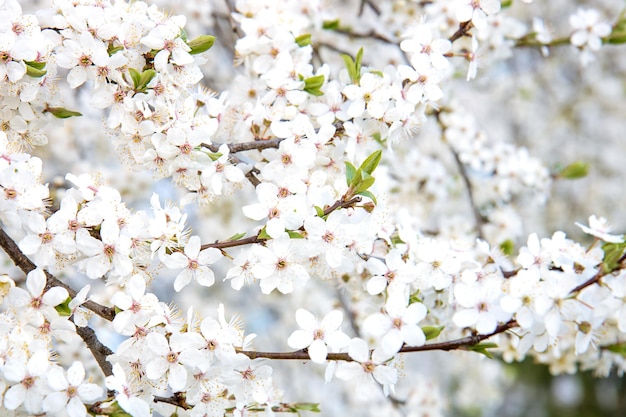 Background of blossoming spring tree flowers spring concept postcard