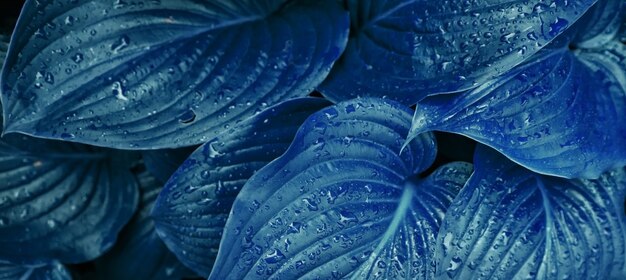 Background of blue lily flower leaves. The texture of wet leaves in the rain. 
