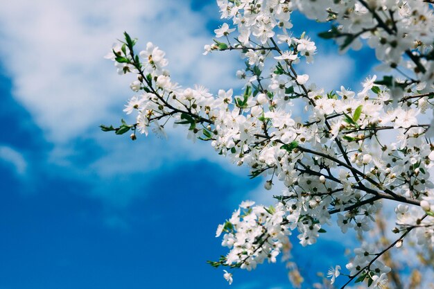 青い空と開花桜の背景