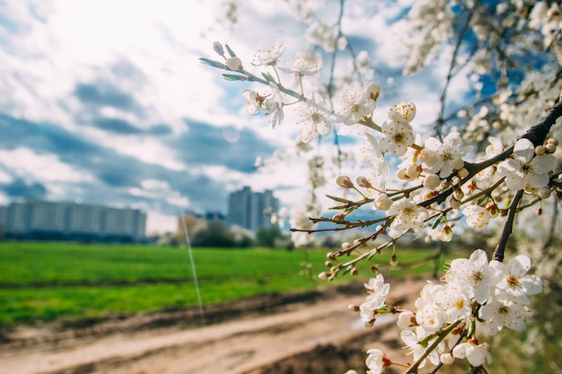 青い空と開花桜の背景