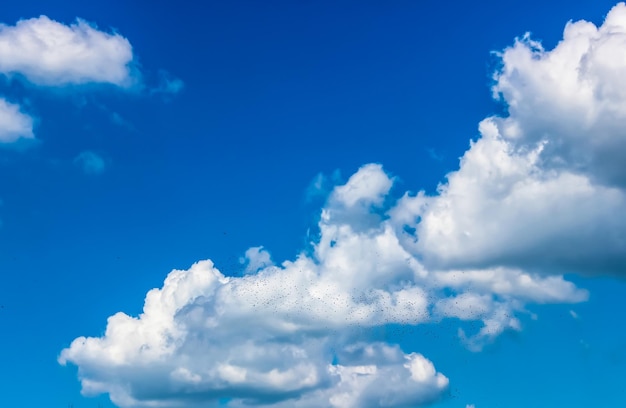 Background blue sky with white clouds and flocks of birds