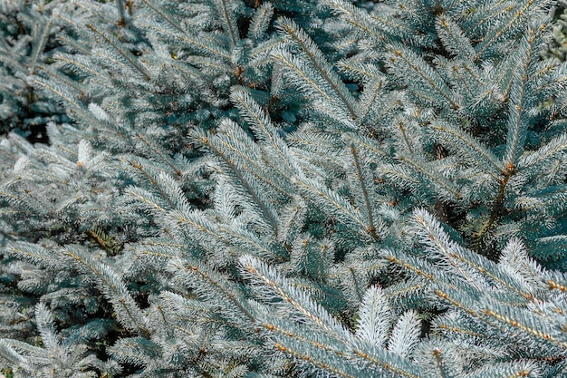 Background of blue spruce branches.Background of branches of blue spruce and bright needles.