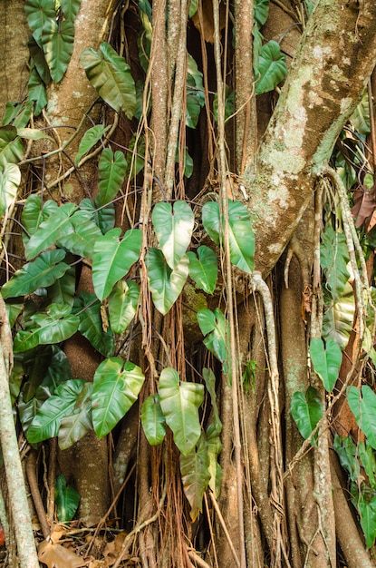 Photo background of bodhi tree