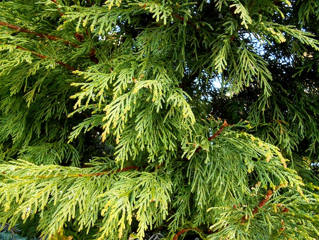 写真 キュプレッスス・アリオゾニカ・グリーンの背景枝