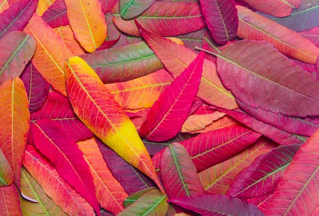 Photo background of bright autumn leaves close - up top view