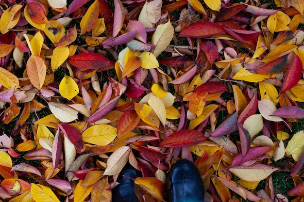 Background of bright autumn leaves fallen to the ground top view of feet in galoshes with copy space...