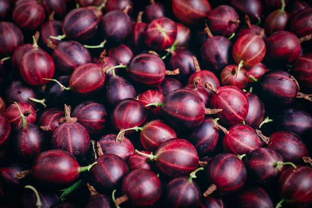 Background of bright burgundy gooseberriesberry close up