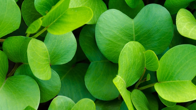 Background of bright green leaves, growing plant pohuehue beach runners or morning glory.