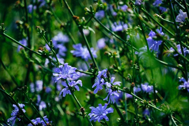 Background bright lilac meadow flowers green background