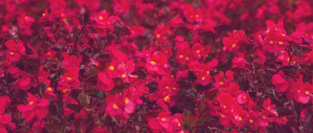 Background of bright red summer flowers on a flower bed