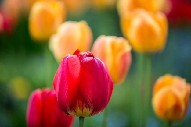 背景明るいチューリップ春の花