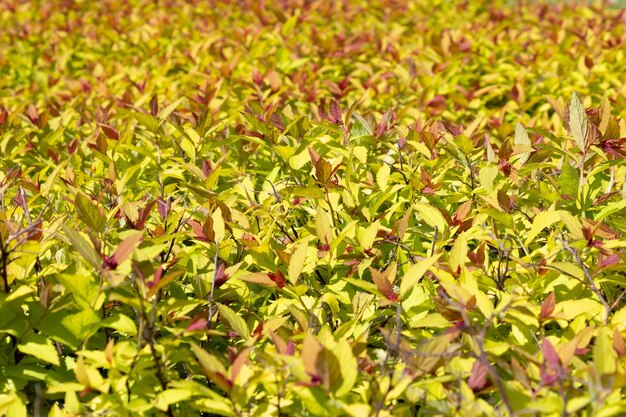 日光の下で都市公園の茂みに明るい黄色の葉の背景