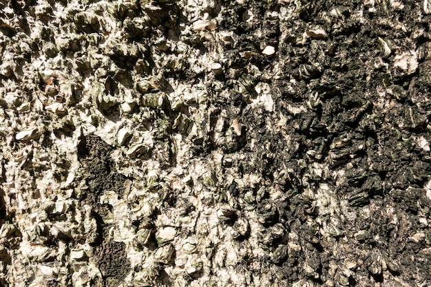 Background of brown bark of a tree with good detail