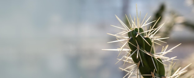 Background of a cactus with long spines