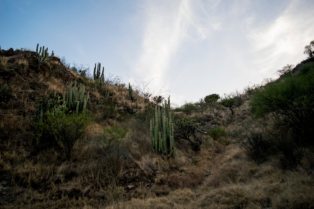 Foto cactus di sfondo