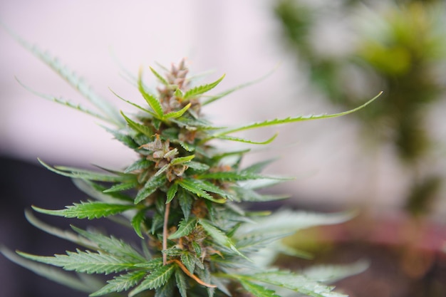Background Canopy of Budding Indoor Marijuana Plants