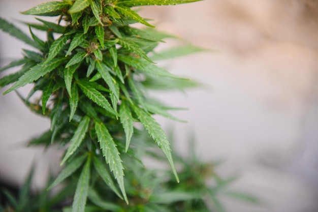 Baldacchino di sfondo di piante di marijuana da interni in erba