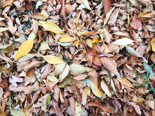 Background carpet of dry autumn leaves top view