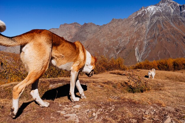 On the background of the Caucasian mountains two dogs walk along the field