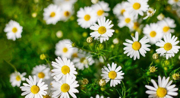 カモミールの花、フィールドカモミール、咲く医療カモミール、薬用植物、春、夏の自然の背景