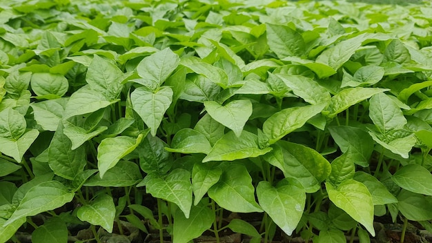 background of chili plant seeds