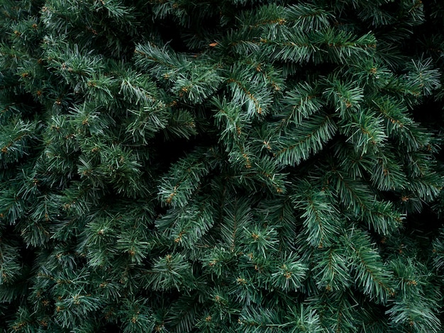 Background of Christmas tree branches. Fir tree.