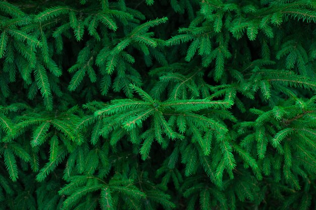 Background of Christmas tree branches.