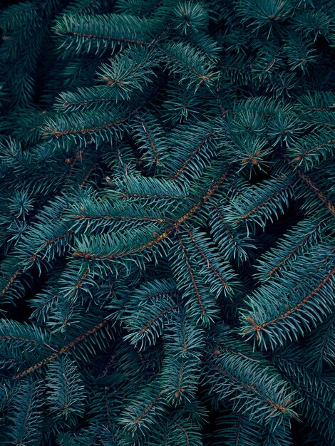 Background of Christmas tree branches