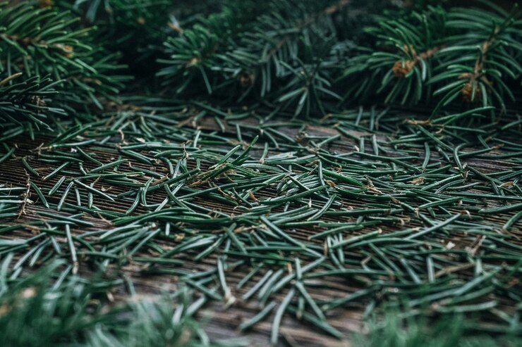 background of Christmas tree branches