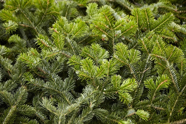 Background of Christmas tree green branches closeup