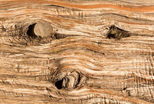 Background close up of cedar trunk bark