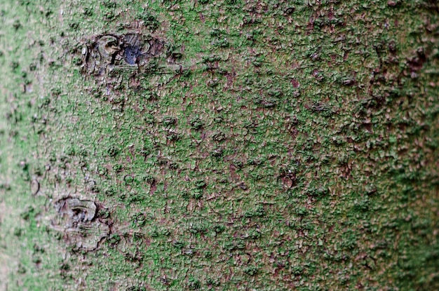 Background closeup of tree bark Alnus insana alder