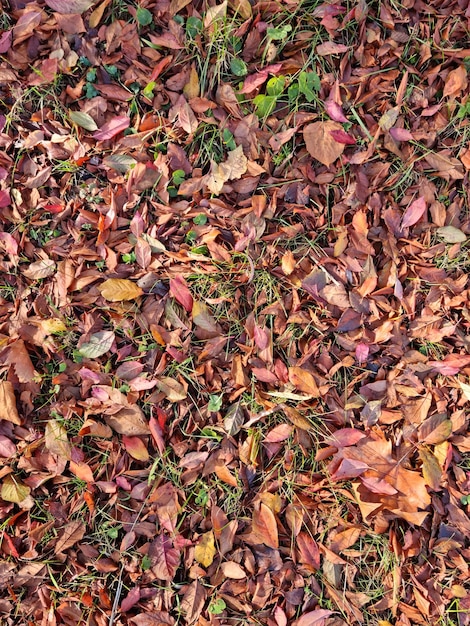 カラフルな紅葉の背景。秋の風景。